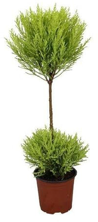 Cupressus Goldcrest Wilma - Cipresso da interni, diametro: 14 cm, 60 cm