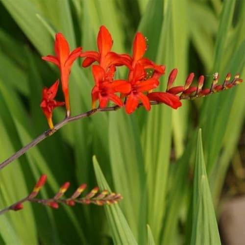 Blumixx Stauden Crocosmia masoniorum 'Lucifer' – orangerote Montbretie, leuchtende Sommerblüte, ideal für sonnige Beete & Rabatten
