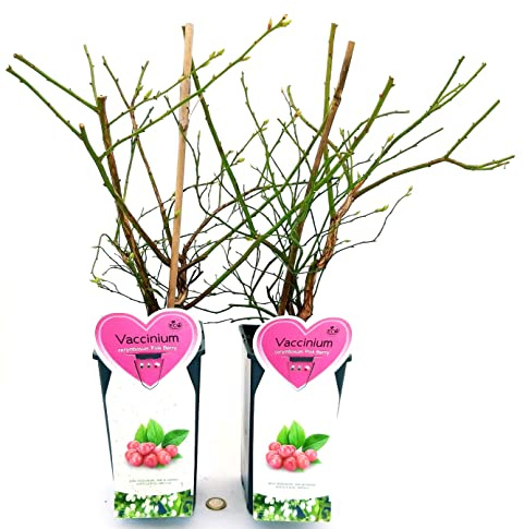 POWERS TO FLOWERS - VACCINUM CORYMBOSUM PINK BARRY, MIRTILLO ROSA, 2 PIANTE, piante vere