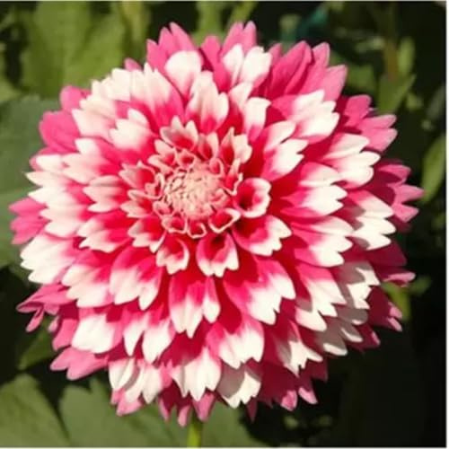 Dalia bulbi,bulbi di dalia gigante,Bulbi Da fiore resistenti,Dalia Fiore,Splendide piante ornamentali per giardini e vasi,Zinnia Pianta(Senza Semi, non artificiali,resistenti)-4bulbi-A