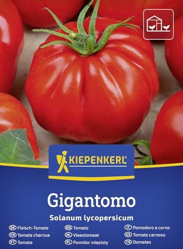 Kiepenkerl Fleisch-Tomatensamen Gigantomo F1 50916, Gemüsesaat | Riesige, gerippte rote Früchte mit intensivem Tomatenaroma, Salate & Saucen, aromatisch, Wuchshöhe ca. 150-200 cm