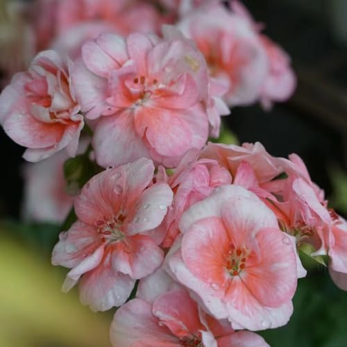 semi di geranio Aiuole rialzate il giardino raro balcone 1000pcs