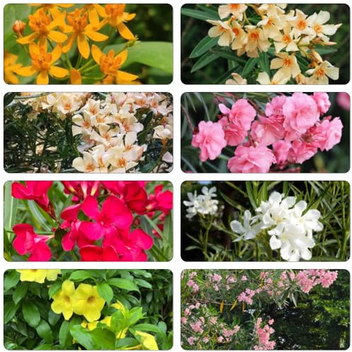 oleander sommerblumen büropflanzen schmetterlingsflieder kletterpflanze herbstpflanzen winterhart blühend kräuterpflanzen gartendeko für draußen frühlingsblumen bonsai topf 35samen