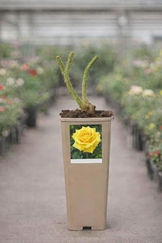 Rosal Natural en Maceta – Planta de Rosa Viva para Jardín, Terraza y Exterior – Floración Abundante y Decorativa (Amarillo)