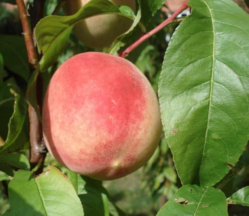 Pfirsich Prunus persica Pflanze 90-100cm Pfirsichbaum Obstbaum