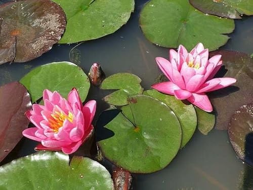 Ninfea ‘Yuh ling’ – Pianta Acquatica Rustica a Radice Nuda Elegante Fiore Rosa-Viola Intenso – Per Laghetti e Stagni – Fioritura Estiva Prolungata – Coltivata in Italia
