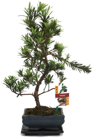 exotenherz - Bonsaï Pierre if - Podocarpus macrophyllus - 6ans