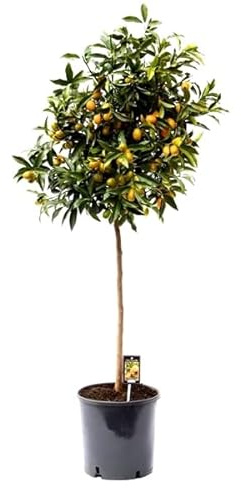 Kumquat mit Frucht 130-160 cm Fortunella margarita Citrus Zitrus Zitruspflanze