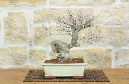 Bonsai di Olmo Campestre (53)