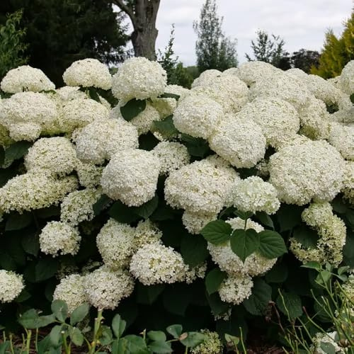 Incrediball Storm Proof™ Smooth Hydrangea Perennial -4 Pot - Proven Winners