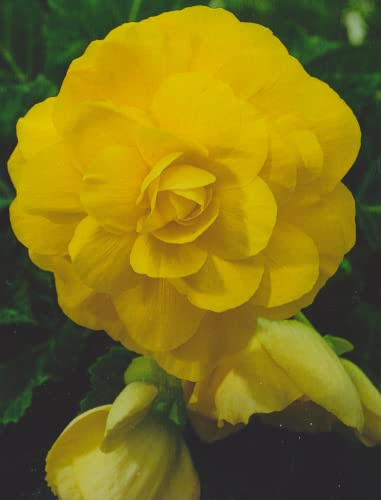 Begonien Großblütig gefüllt in gelb Knollenbegonien Blumenzwiebeln (5 Blumenzwiebeln)