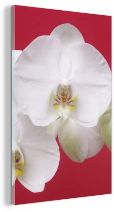 MuchoWow Glasbild Glasfoto Wandbild Bilder Deko 40x60 cm Weiße Orchidee auf Rot