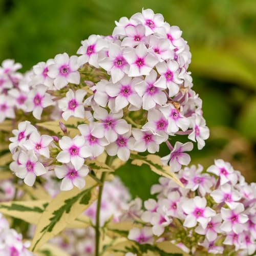 Garden Phlox 'Nora Leigh'. Plug Plant x 4. Variegated Foliage, Perennial Flowers for Cottage Gardens. Available from Bedwen Plants