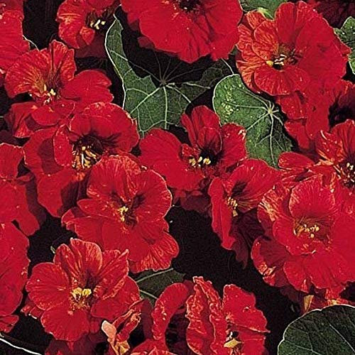 Cavolo Rapa - Weißer delicatezza - 100 Semi