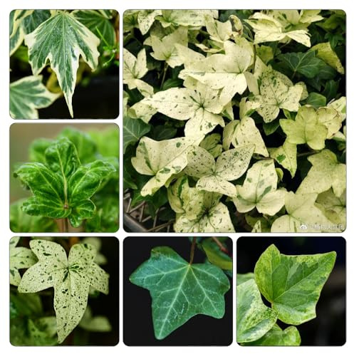 Semi di edera - recisi d'appartamento esotiche giardino d'appartamento giardino sul balcone rialzata balcone con biologiche varietà 120pcs