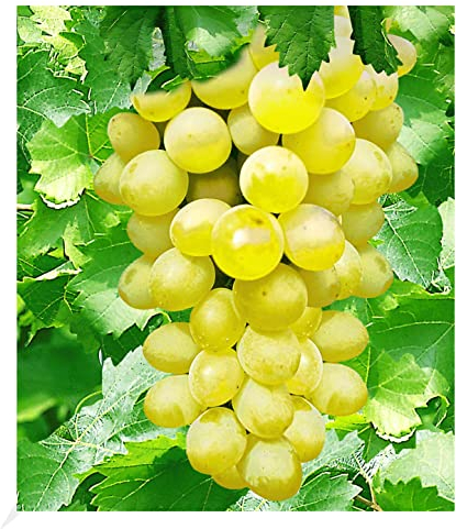 BALDUR Garten Kernlose Tafel-Trauben 'New York®', 1 Pflanze, Weinreben, Vitis vinifera, winterhart, mehrjährig, Vitis vinifera, Kletterpflanze, essbare Früchte