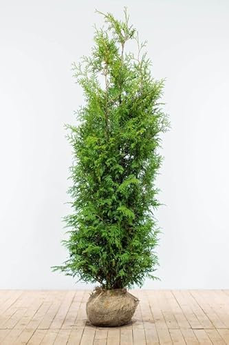 Lebensbaum ‚Brabant‘ – Thuja occidentalis – Heckenpflanze – Auswahl der Höhe 60–225 cm – immergrün & schnell wachsend – ideal für dichte Hecken und Sichtschutz (Variante 180-200cm)