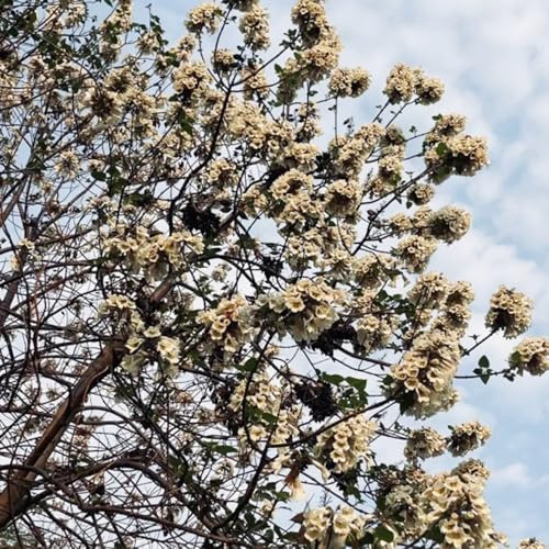 semi di paulownia campanula - balcone rare giardino perenni resistenti pieno sole 100pcs