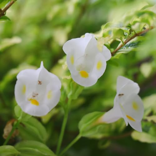 semillas de torenia - Torenia fournieri - de interior raras jardín balcón jardín semillas pradera del balcón pradera decorativas perenne 80semillas