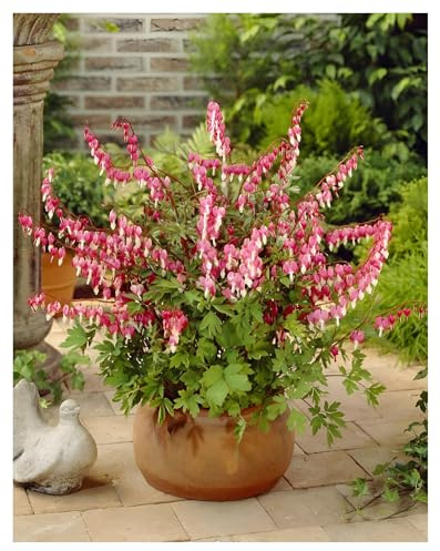 Stauden Gänge 3 x Dicentra spectabilis Tränendes Herz winterhart | Winterharte Staude für Halbschatten bis Schatten, Blüte April bis Juni, mehrjährig, 9x9 cm Topf