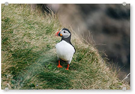artboxONE Acrylglasbild 30x20 cm Natur Papageientaucher am Fels Bild hinter Acrylglas - Bild Puffin felsen Meer