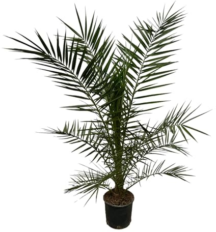 La Green Touch - Phoenix Canariensis - Plante d'intérieur - Pot 22cm, Hauteur 160 cm