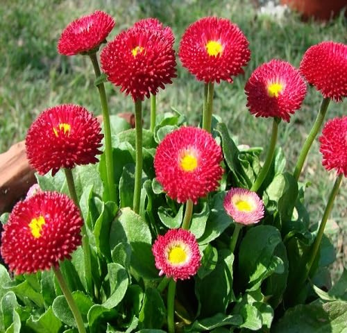 100 semi di margherita rossa