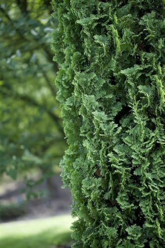 Thuja occidentalis 'Degroot Spire' 40-60 cm - Lebensbaum, schmale Säulenform, immergrün, ideal für Hecken und Kübel, winterhart und pflegeleicht