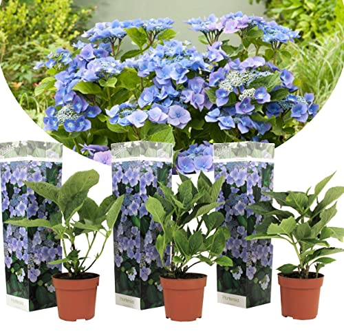 Plant in a Box - Hydrangea macrophylla Teller 'Nizza' - 3er Set Hortensien Blau Winterhart - Topf 9cm - Höhe 25-40cm
