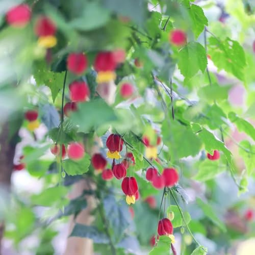 Semi di Abutilon megapotamicum - semi di come per gli ospiti rare biologici giardino arbusti da balcone arbusti a crescita rapida decorazione da giardino per 250pcs