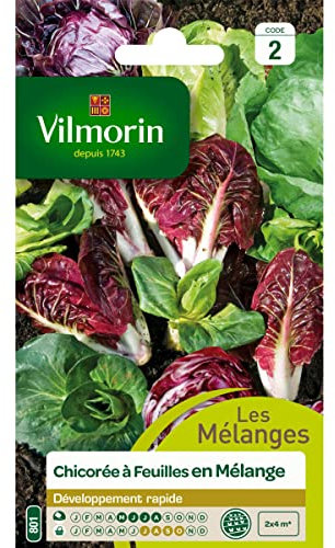 Chicorée à Feuilles en mélange