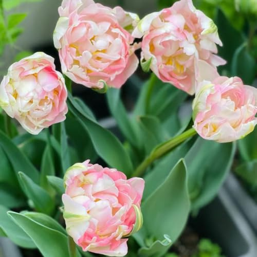 bulbi di tulipano - perenni resistenti 2pcs
