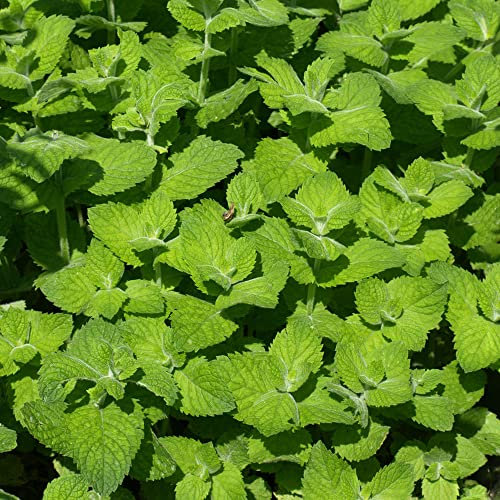 Peppermint Herb - Culinary Plant - Aromatic Kitchen Garden Fresh Herbs for Cooking - Easy to Grow Your Own (8cm Pot, 5-15cm)