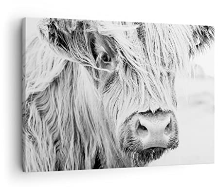 ARTTOR Bilder auf Leinwand 70x50cm Wandbild Schwarz-Weiß Natur - 5129 | Kuh Scotch Tier Klein Wanddekoration Wohnzimmer Schlafzimmer Küche Wanddeko Wand Kunstdruck Wandkunst Wall Decor ARTTOR