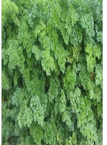 Sachet de graines de Persil Frisé Vert Foncé Bio Certifiée ECOCERT FR-BIO-01-4g - Les Graines Bocquet