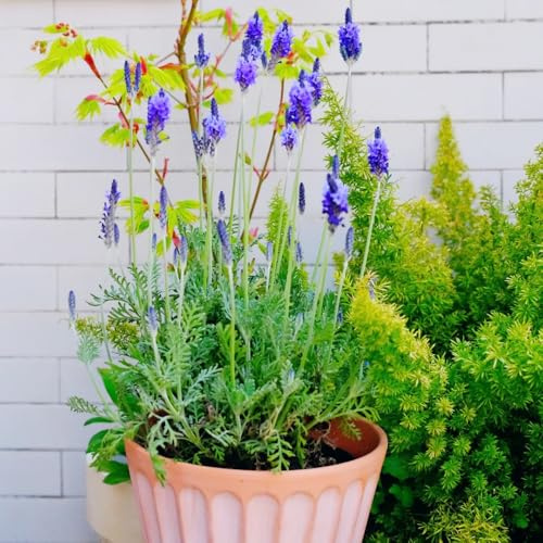semi di lavanda biologici - esterno, resistenti giardino balcone 800pcs