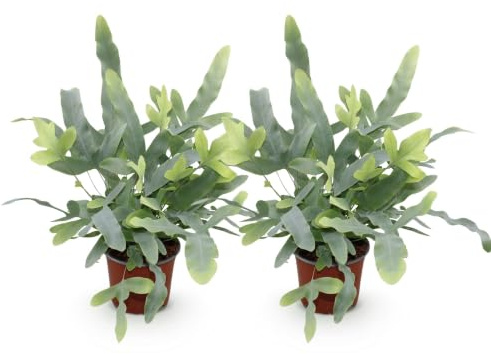 Green boutiQ - Plante d'intérieur - Phlebodium aureum Blue Star - Fougère Bleue - Amie des animaux - Bleu - 2 Plantes - Pot de 12cm - Hauteur 25-30cm