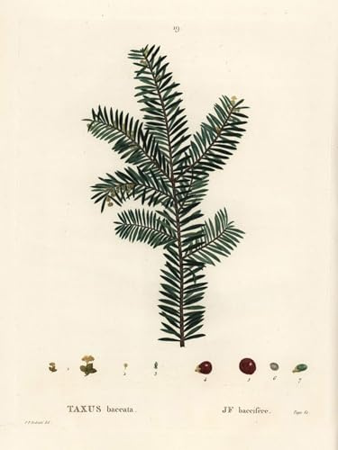 PMEFGJDPE Famous Painting HD Canvas Art Canvas Wall Artwork English yew tree or European yew Taxus baccata by Pierre Redouté Classic Wall Decor for Home Decor 60x90cm