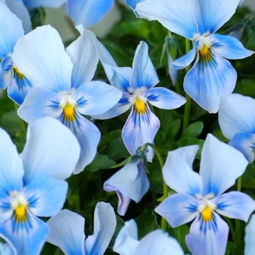 viola cornuta, semi di viola cornuta balcone, recisi Decorazioni giardino per esterni ombra semi di selvatici Decorazioni autunnali 950semi