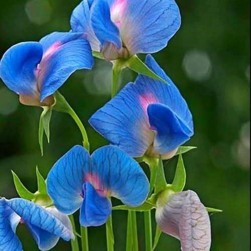 Indian Pea Azure Blue with Pink 20 Seeds + Plant tag + Freebie - Lathyrus sativus Vas azureus