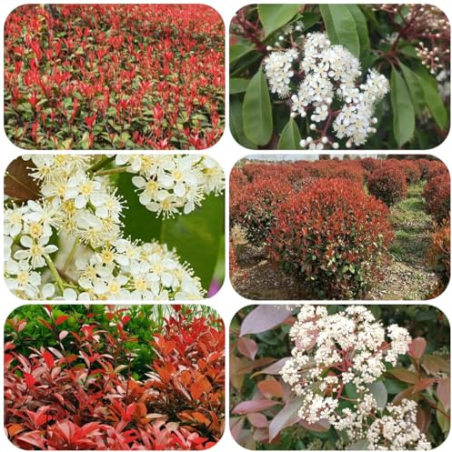 Semi di Photinia red robin - siepe - perenni resistenti Semi di Red Robin da interno arbusti crescita rapida come schermi per privacy resistenti 200pcs