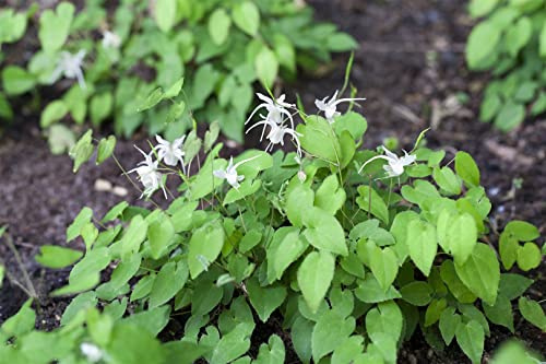 Epimedium x youngianum 'Niveum' 9x9 cm Topf – Winterhart, Mehrjährig, Pflegeleicht – Elfenblume – Bodendecker für Schattenbeet & Garten