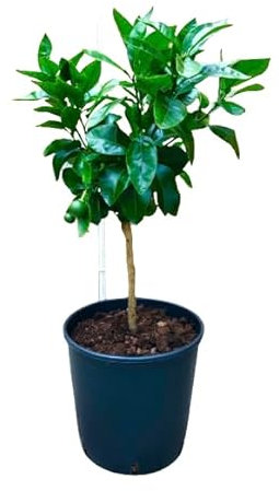 Árbol Cítrico de Mandarino Natural Aroma Fresco y Cosecha Abundante