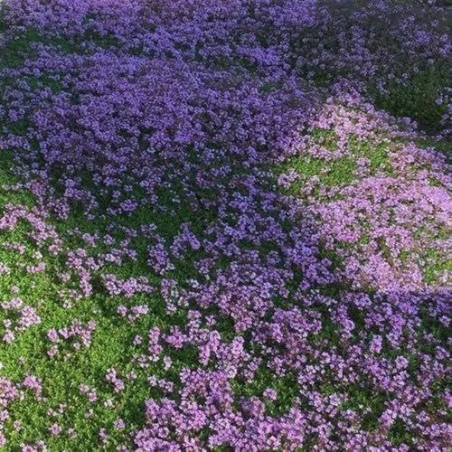 timo strisciante - semi selvatici decorazione Decorazioni giardino esterni semi 2000pcs