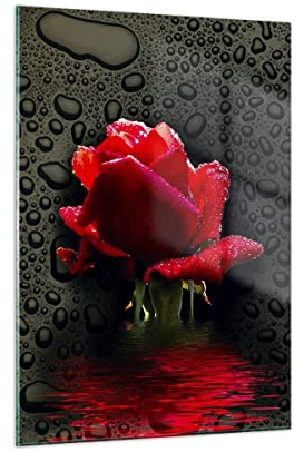 Bilder auf Glas Blume rote rose wasser tau Glasbild 50x70cm Wandbilder Dekoration Wohnzimmer Schlafzimmer Küche Deko Klein Wanddeko Bild im Glas Wand Kunstdruck Art Modern Wall Decor GPA50x70-2367
