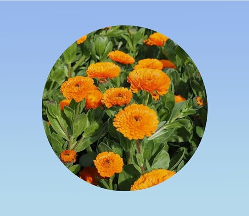 100 graines soucis fiesta orange - CAlendula officinalis -
