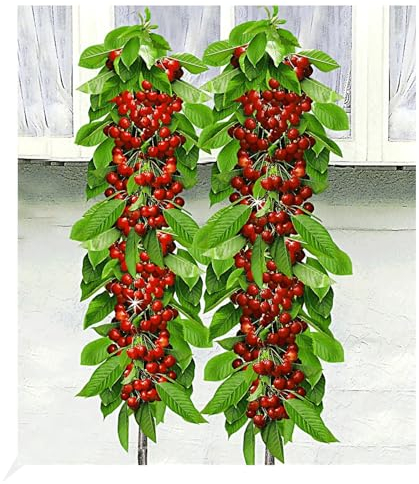 BALDUR Garten Säulen-Kirschen 'Sylvia® & Helena®', 2 Pflanzen Säulenobst, Kirschbaum winterhart, platzsparende Säulen für kleine Gärten, Balkone & Terrassen, Prunus avium