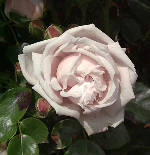 Kletterrose New Dawn 30-60cm