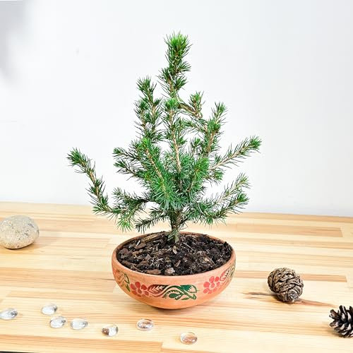 Dwarf Alberta Spruce Bonsai Tree - Indoor & Outdoor Elegance, Low Maintenance in Clay Pot - Aesthetic House Plant for Home Decor, Bonsai Gardens, and Nature Enthusiasts Pine Family