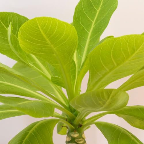 Brighamia insignis - Hawaiian Palm - Tender Perennial - Easy to Care for - Pretty Yellow Flowers - Indoor Scented Plant - Ideal to Display in Any Room - 1x 12cm Pot by Thompson and Morgan